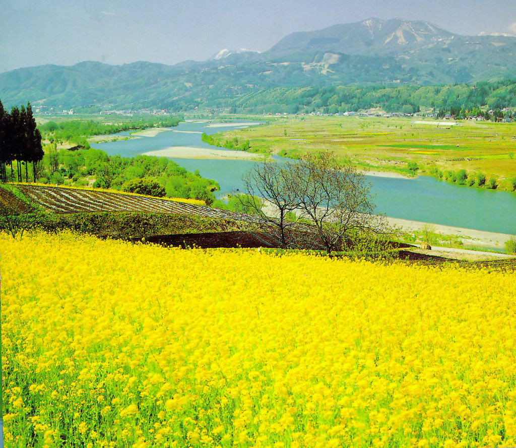 潼南油菜花