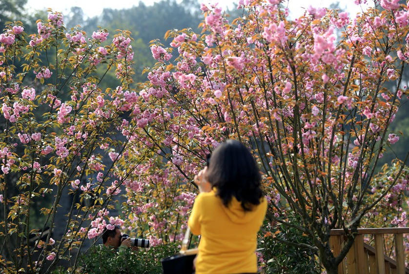 重庆南川大观园樱花盛开